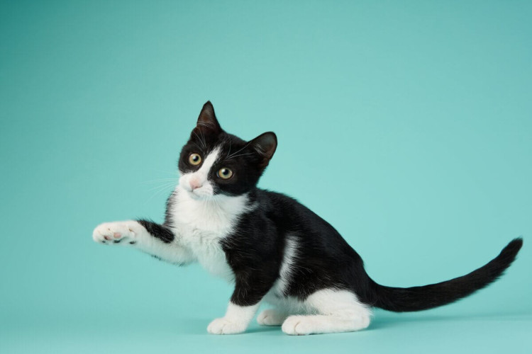 Saiba como escolher nomes para gato branco