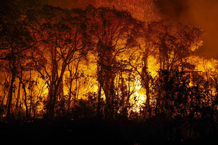 Pantanal tem mais de 3 mil incêndios em novembro; recorde histórico 