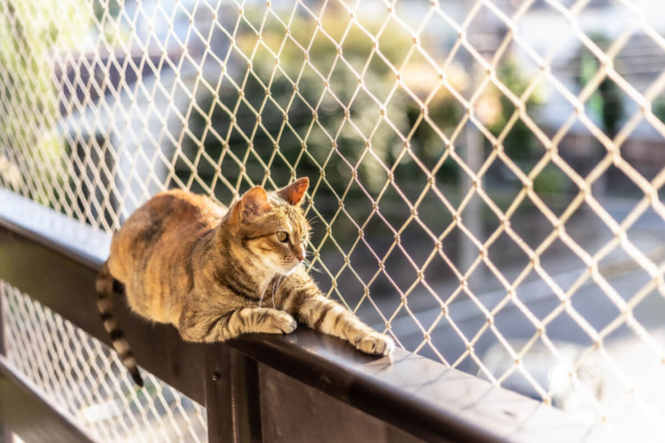 Os gatos são animais altamente adaptáveis ao ambiente em que vivem (Imagem: cabuscaa | Shutterstock)