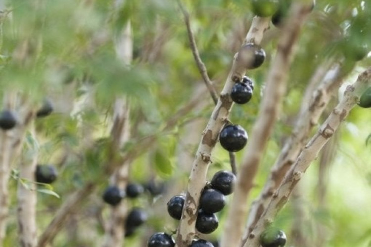 No ranking mundial de frutas, a Jabuticaba foi eleita a segunda melhor fruta do mundo