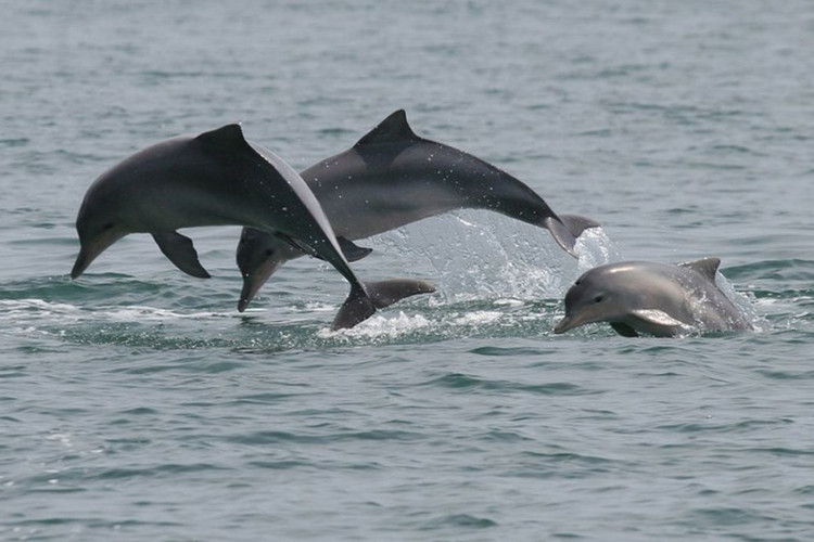 Estudo detecta bactéria da leptospirose em golfinhos e lobos-marinhos