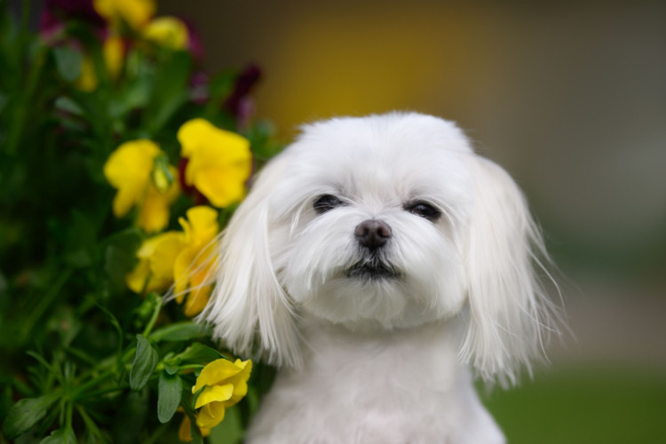 Os cachorros da raça maltês possuem uma pelagem branca e macia, que tende a não soltar muito pelo (Imagem: otsphoto | Shutterstock)