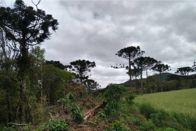 Desmatamento na Mata Atlântica cai 59% no acumulado do ano até agosto 