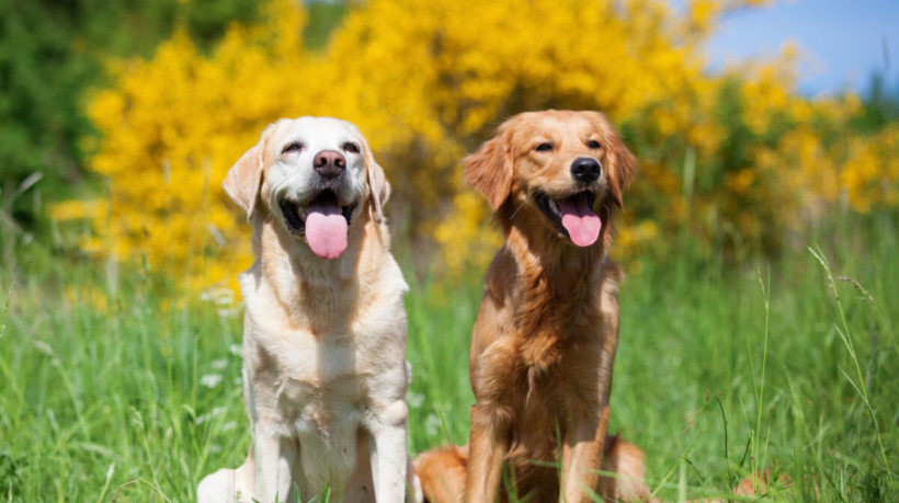 Enquanto os labradores têm uma pelagem curta e densa, os golden retrievers possuem pelos longos e densos (Imagem: Christian Mueller | Shutterstock)