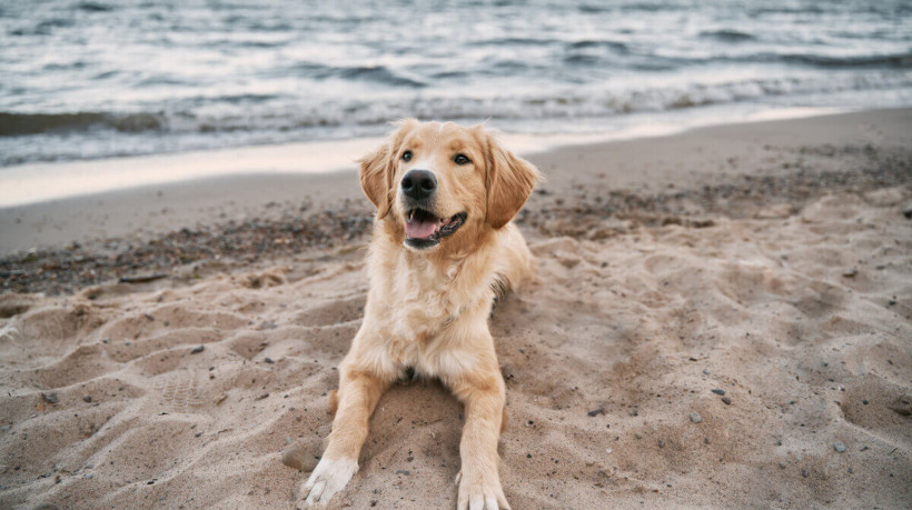 Adotar cuidados com os cachorros na praia preserva o bem-estar dos animais (Imagem: alexgo.photography | Shutterstock)