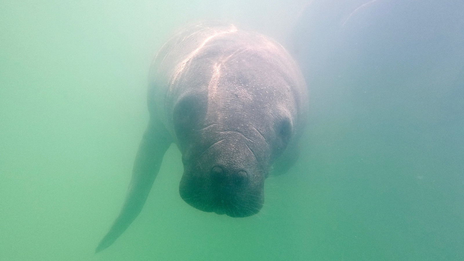 Filhote de peixe-boi no centro de reabilitação de animais marinhos Aquasis, em Caucaia. (Foto: FÁBIO LIMA)