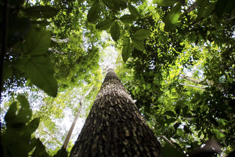 Brasil apresenta na COP proposta para manter florestas tropicais em pé