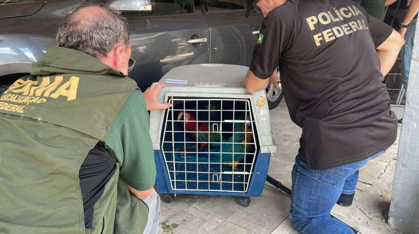 PF e IBAMA apreendem aves compradas ilegalmente no Rio de Janeiro