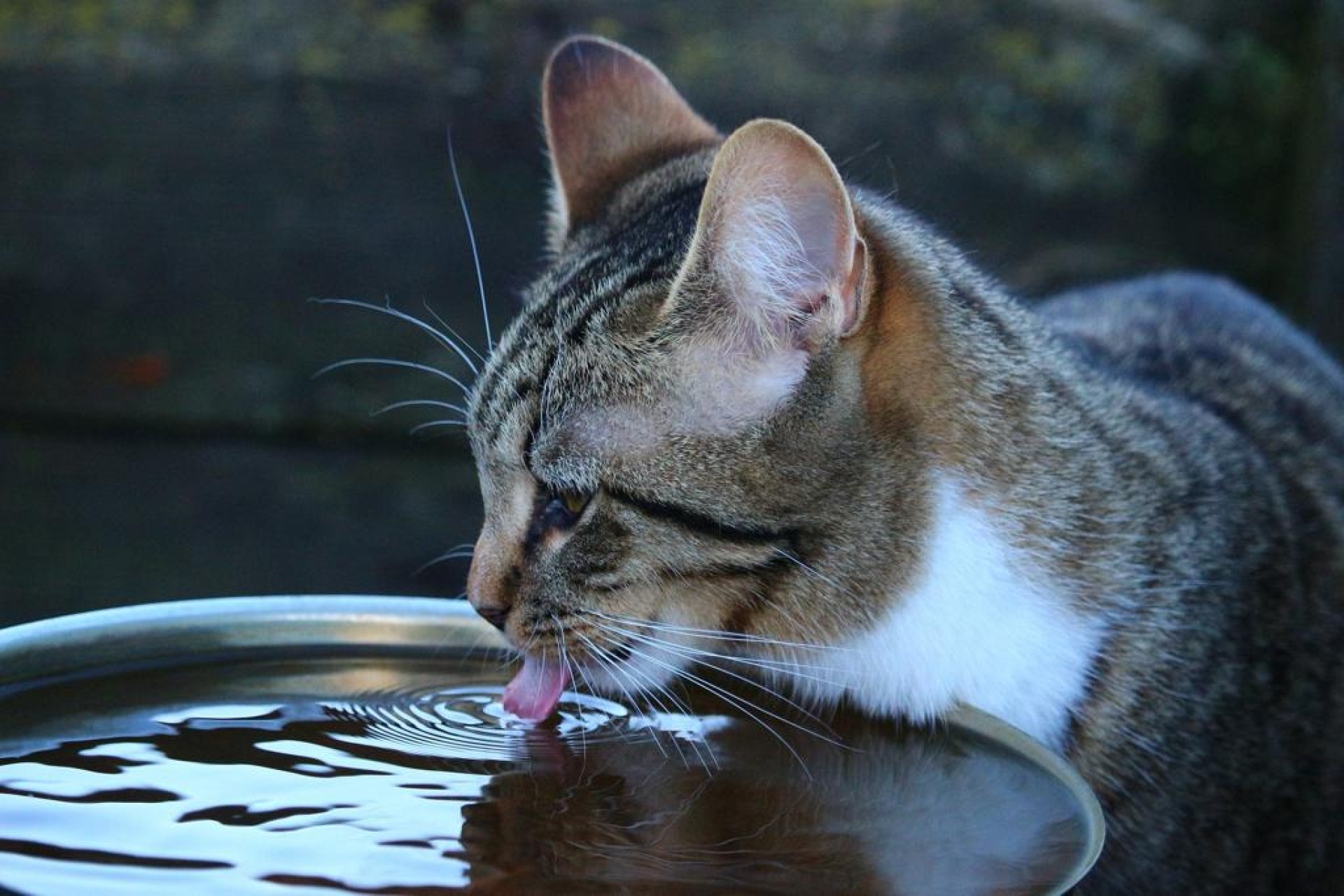 Gato bebe água em vasilha; ingestão da água necessária é um desafio para felinos (Foto: rihaij / Pixabay)