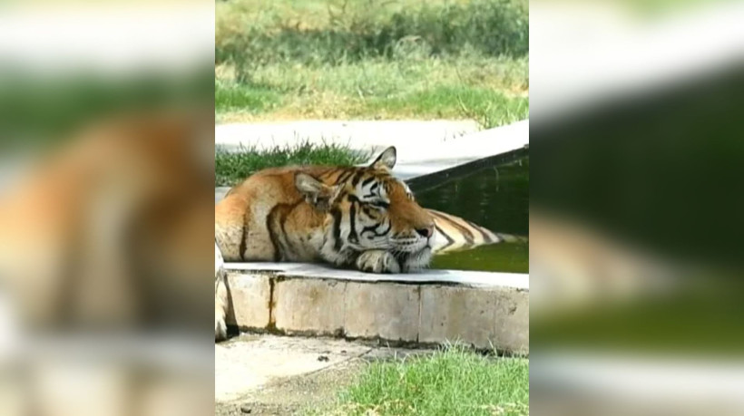 Um corpo foi achado dentro da jaula do tigre