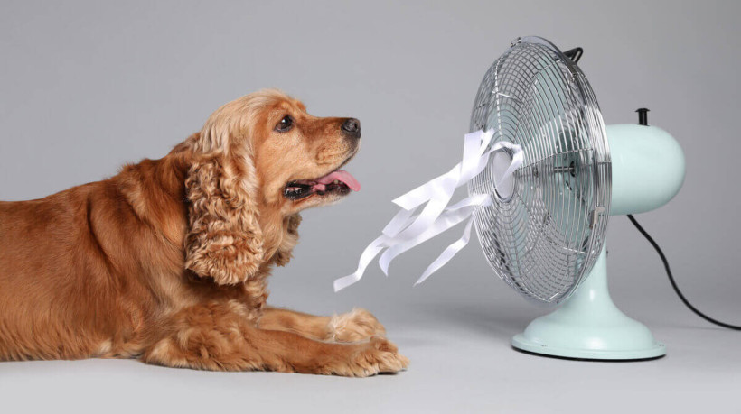 A respiração rápida e ofegante é um dos sinais mais comuns de que um cachorro está com calor (Imagem: New Africa | Shutterstock)