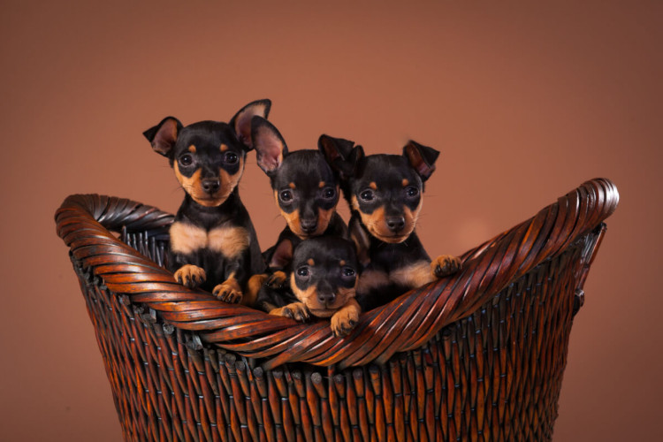 Nome inspirado em personagem de filme, série ou desenho animado para pinscher pode ser interessante (Imagem:  sw_photo | Shutterstock)