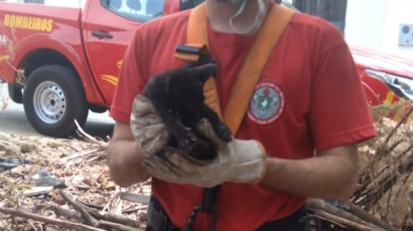 Filhote de cachorro é resgatado de poço por bombeiros em Alcântaras.