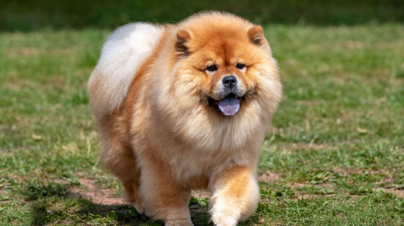 O chow chow é conhecido por sua personalidade independente e reservada (Imagem: Sue Thatcher | Shutterstock)