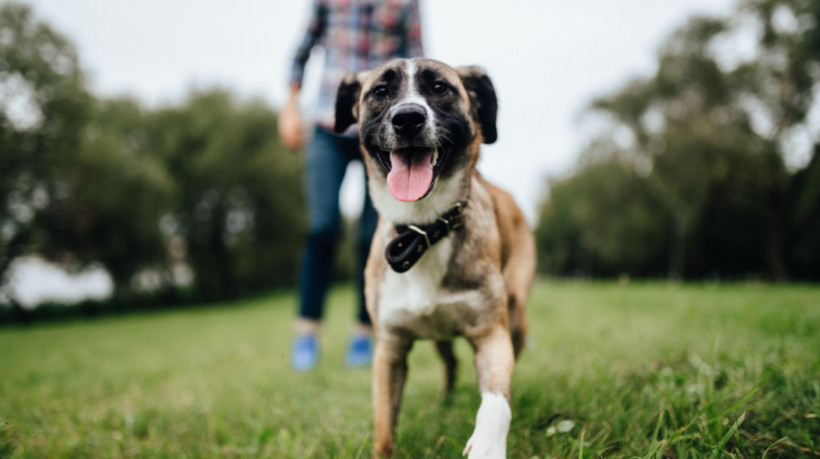 Se o cachorro demonstrar sinais de desconforto, recue e dê espaço ao animal (Imagem: Benevolente82 | Shutterstock)