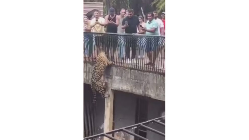 Onça-pintada escala pilastra dentro de recinto no Zoológico de Brasília 