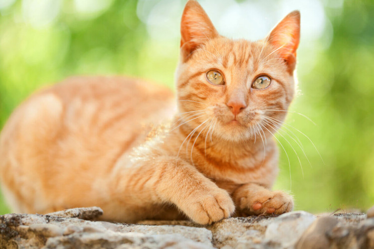 Gatos alaranjados são conhecidos por terem uma personalidade única (Imagem: Ivan Mateev | Shutterstock)