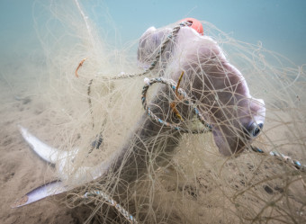 O terror da pesca fantasma