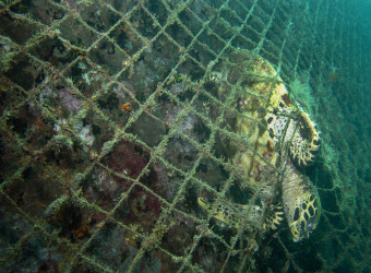 A pesca fantasma ocorre quando animais marinhos ficam presos em redes, iscas e armadilhas largados, intencionalmente ou não, no Oceano.