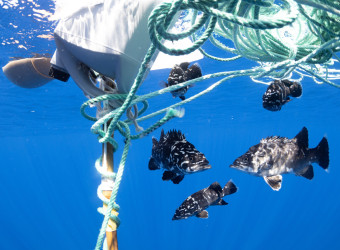 Em muitos casos, os bichos pescados acabam servindo de isca para outros animais, multiplicando o problema da pesca fantasma. 