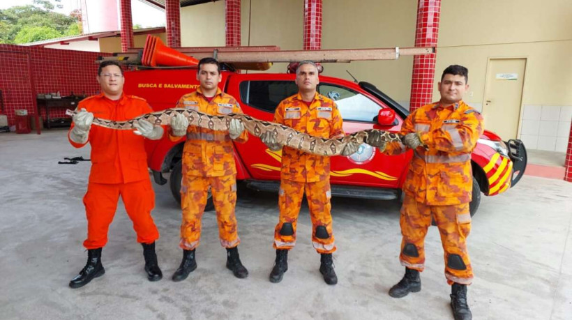 A jiboia resgatada tinha 2,5m de comprimento e foi levada para Aquiraz