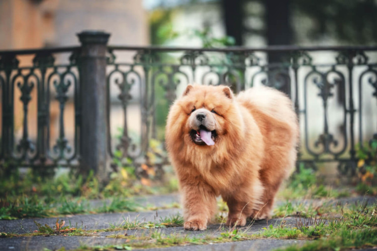 Algumas raças de cachorro têm mais dificuldade para enfrentar o calor (Imagem: Sashulity | Shutterstock)