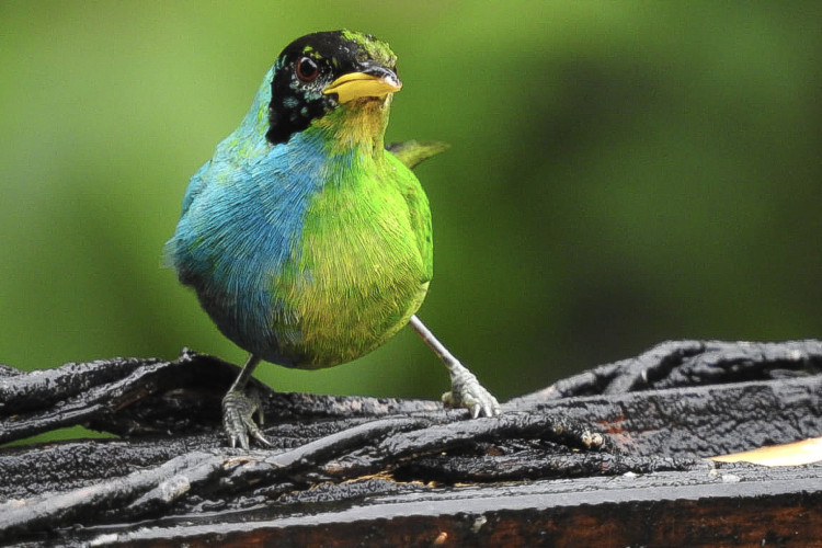 A ave da espécie "C. spiza" foi encontrada numa reserva natura da Colômbia.