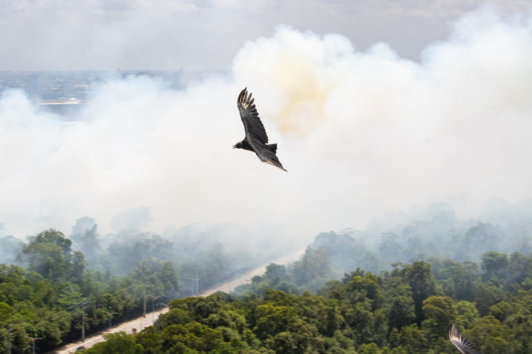 Incêndio no Parque do Cocó, moradores de diferentes bairros da Capital relatam fumaça e odor forte