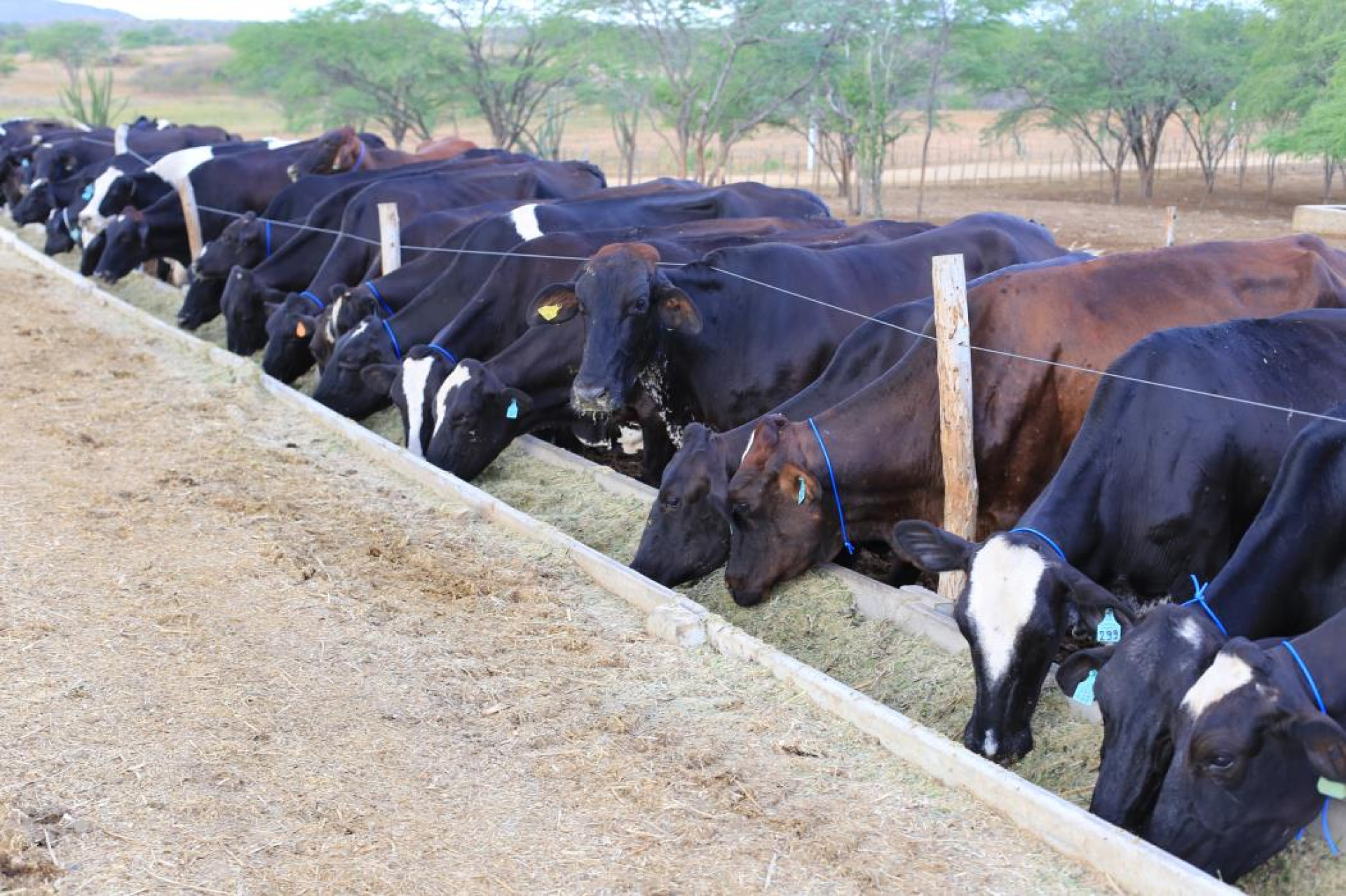 Alimentação animal é a maior preocupação da Faec (Foto: Fábio Lima)