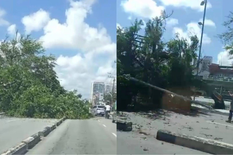 Árvore caiu em um dos trechos da avenida Bezerra de Menezes nesta sexta-feira, 19