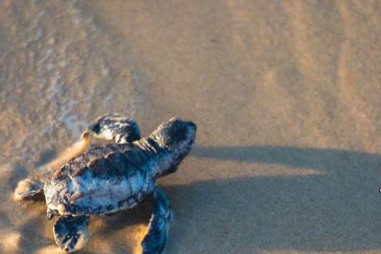 Frequentadores de praias devem ter cuidados durante o período de desova das tartarugas marinhas