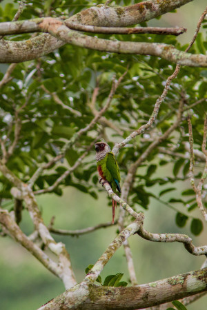 Periquito cara-suja livre na serra da Aratanha(Foto: Samuel Setubal)