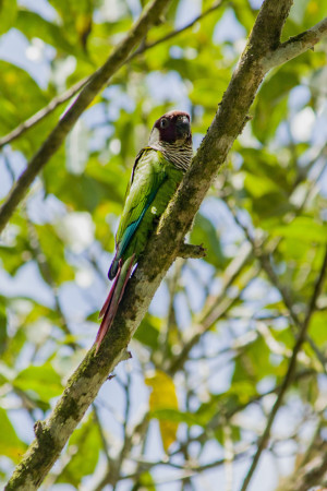 Refúgio de Vida Silvestre Periquito Cara Suja, em Guaramiranga, abriga população de periquitos cara-suja(Foto: Samuel Setubal)