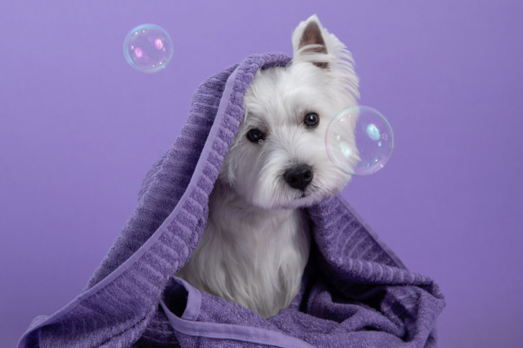 O banho ajuda a prevenir doenças dermatológicas nos pets (Imagem: RavenaJuly | Shutterstock)