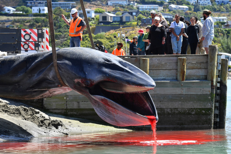 Equipes de resgate recuperam carcaça da baleia encalhada em Christchurch em 29 de janeiro de 2024