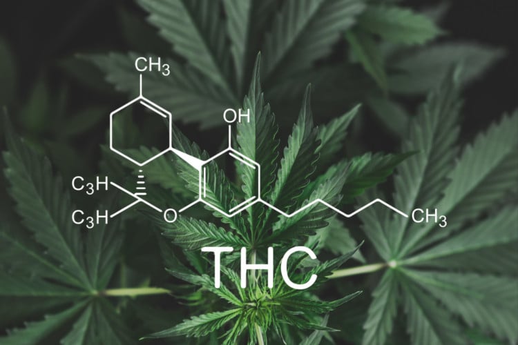 O THC pode auxiliar no tratamento de doenças (Imagem: Dmytro Tyshchenko | Shutterstock)