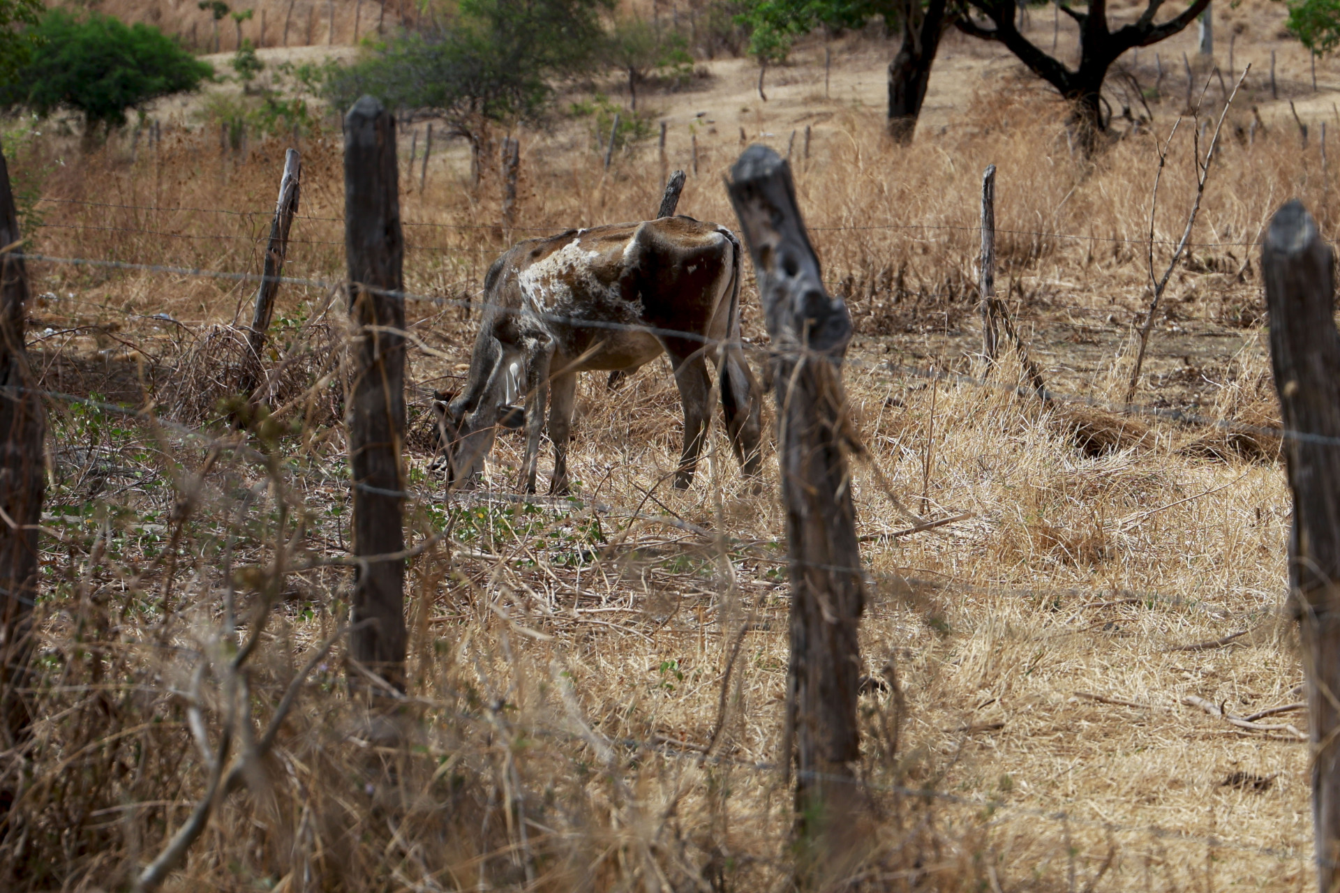 Escassez de chuvas afeta pastagens, causa morte de animais e preocupa  agricultores de sete municípios, CIDADES