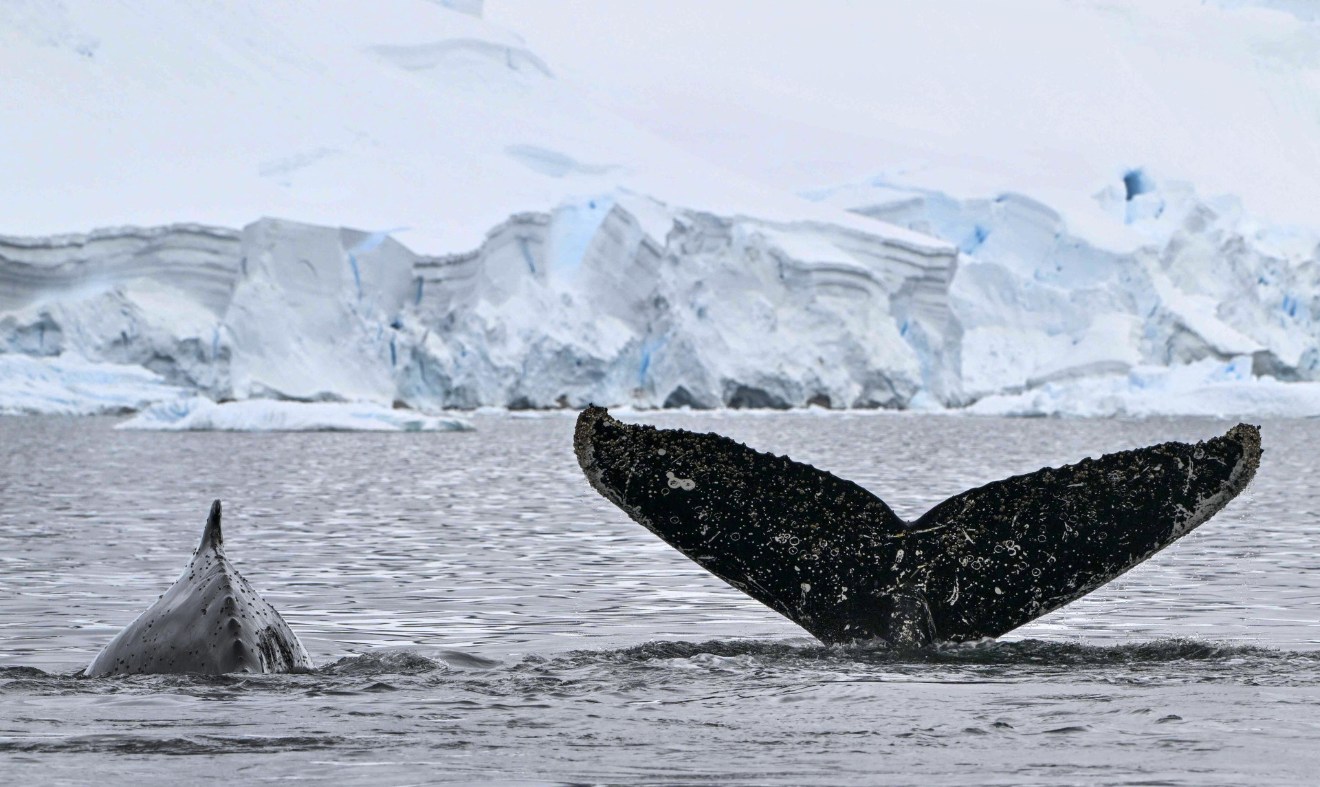 Vista da cauda de uma baleia jubarte no Estreito de Gerlache, que separa o Arquipélago Palmer da Península Antártica
 (Foto: JUAN BARRETO/AFP)