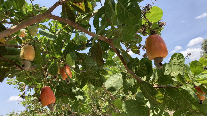 Cajueiro Anão-Precoce. Cajucultura no Ceará. Produção e exportação de caju no Ceará é a maior do Brasil