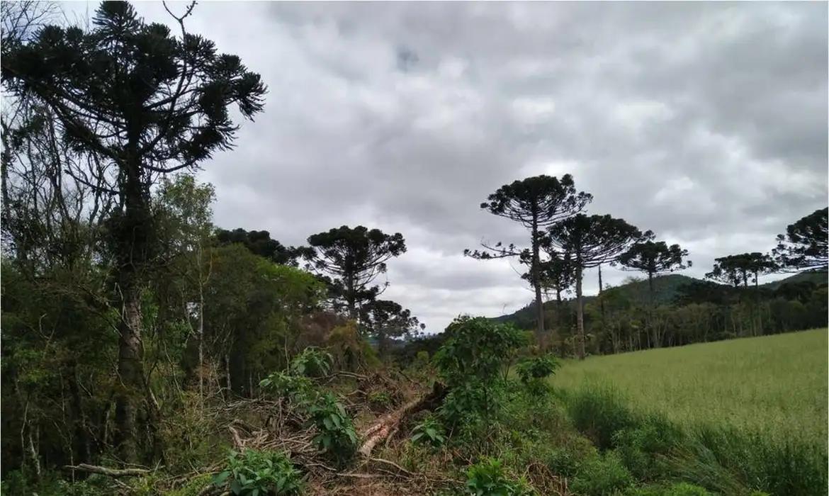 Estudo mostra que árvores exclusivas da Mata Atlântica estão ameaçadas