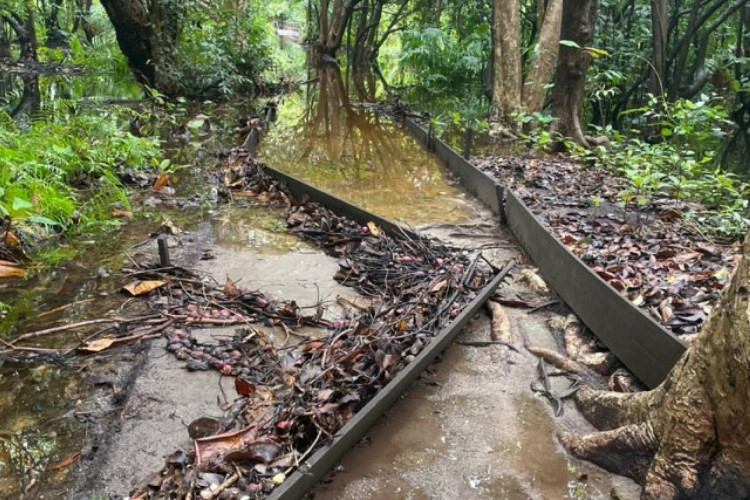 Trilhas do Cocó foram reabertas nesse sábado, 10, mas estão interditadas em consequência das chuvas