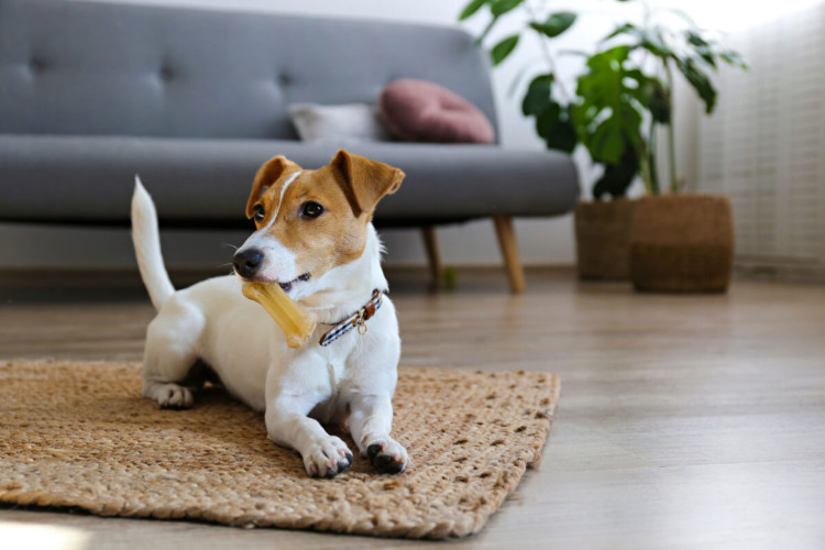 Transforme seu apartamento em um refúgio seguro e confortável para seu companheiro canino (Imagem: evrymmnt | Shutterstock)