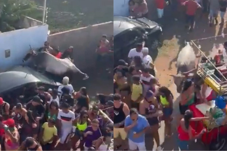 Vaca correu entre a multidão durante festa de Carnaval no Rio Grande do Norte. Animal subiu em um carro e atingiu pessoas no local