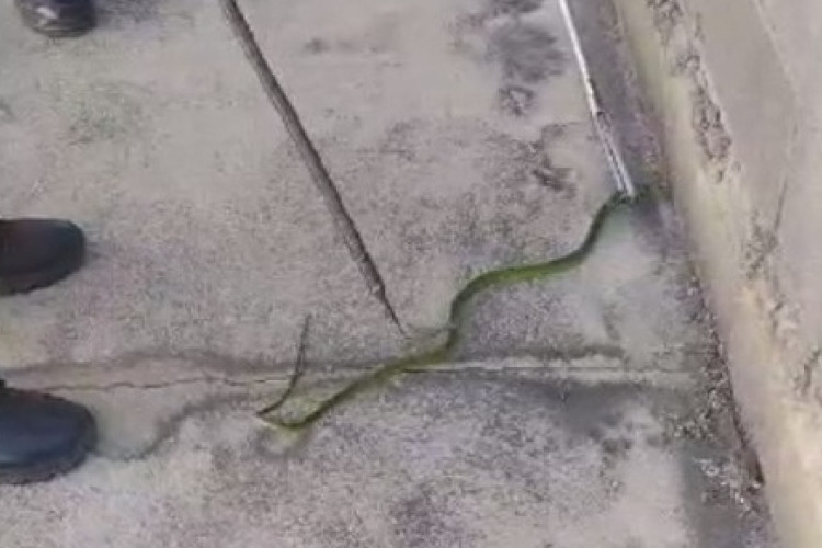 Foto de apoio ilustrativo.Maioria dos animais resgatados pelo BPMA no Cariri são cobras