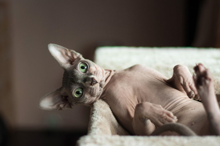 Gatos da raça sphynx possuem a menor expectativa de vida