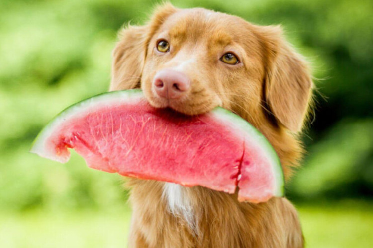 Alimentação natural é benéfica para a saúde do cachorro (Imagem: Zuzanna Paluch | Shutterstock)