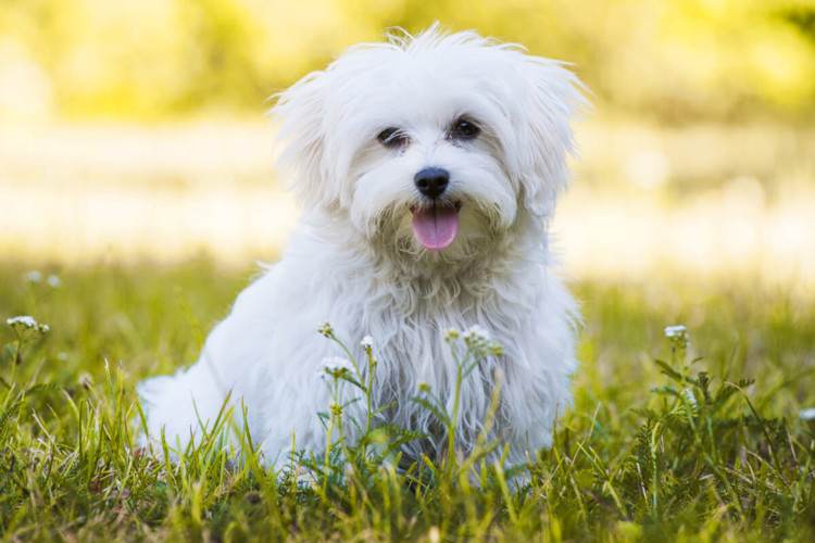 Os cachorros de pequeno porte são adoráveis (Imagem: Dora Zett | Shutterstock)