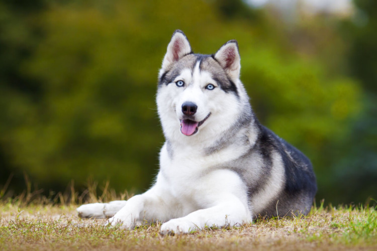 O husky tem resistência e adaptabilidade excepcionais a climas frios (Imagem: Sbolotova | Shutterstock)