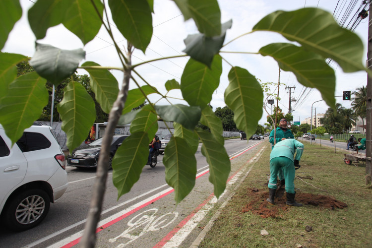  Plantio de árvores em Fortaleza, na avenida Presidente Juscelino Kubitschek