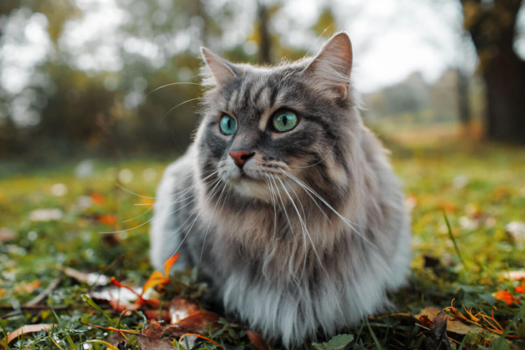 Os gatos, com sua natureza divertida e cativante, estão ganhando cada vez mais espaço nos lares e nos afetos dos brasileiros (Imagem: Sergio Photone | Shutterstock)